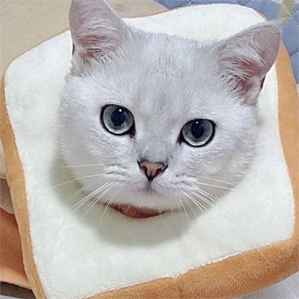 반려동물 고양이 넥 카라 부드러운 강아지 넥 카라 푹신한 수술 - 상품 이미지