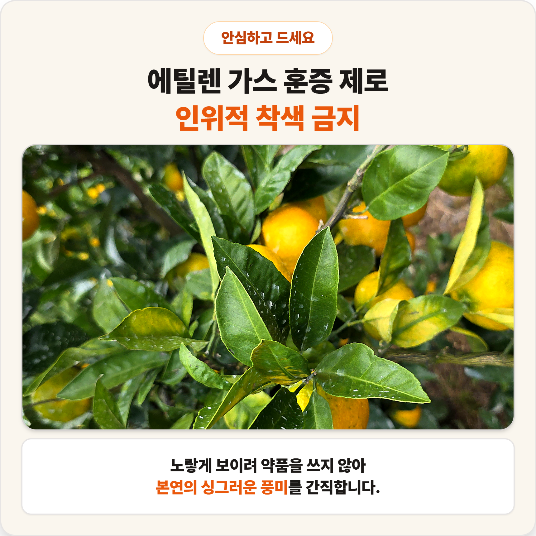 제주 노지 극조생 감귤 조생 햇 귤 가정용 실속형 이미지 7