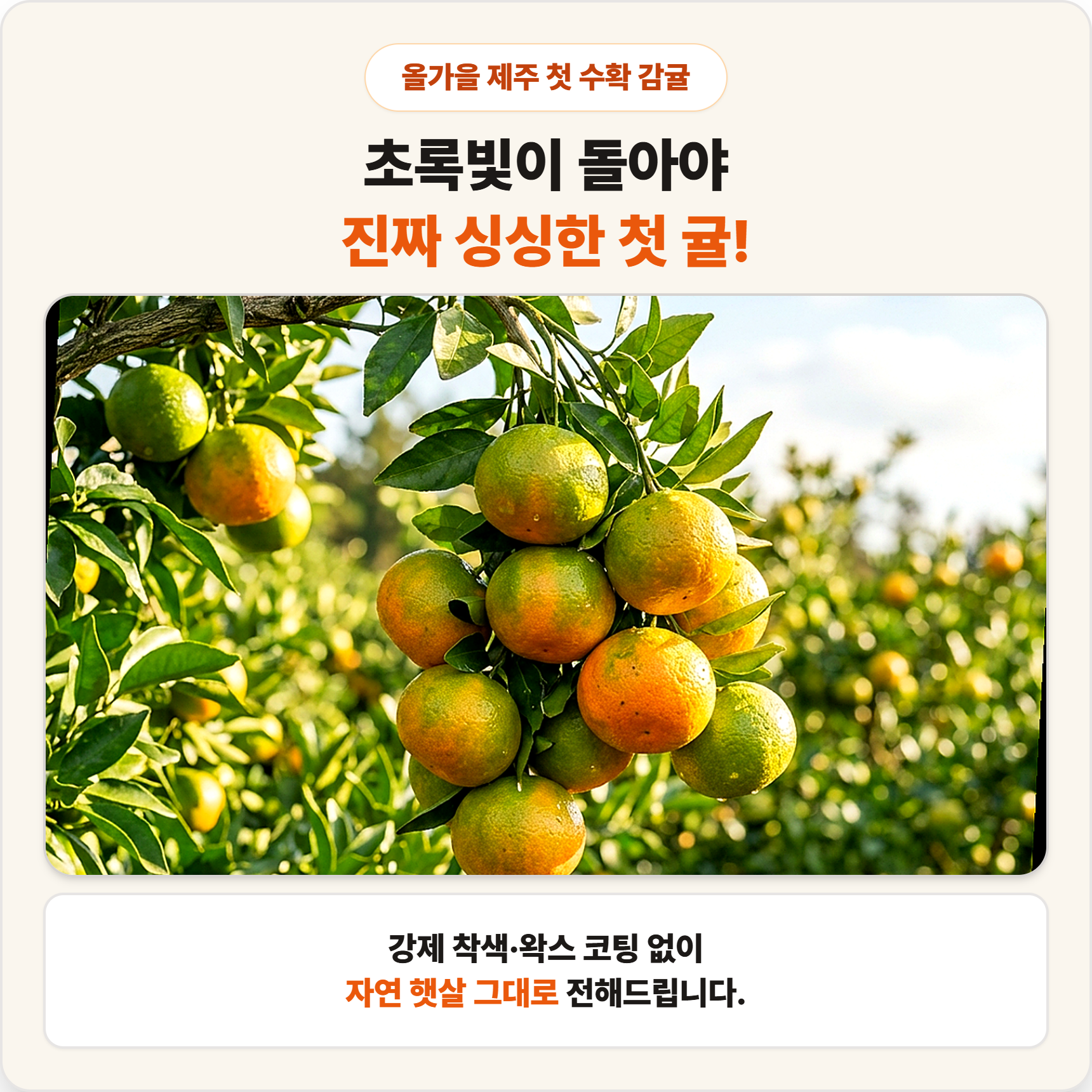 제주 노지 극조생 감귤 조생 햇 귤 가정용 실속형 - 상세 이미지 5