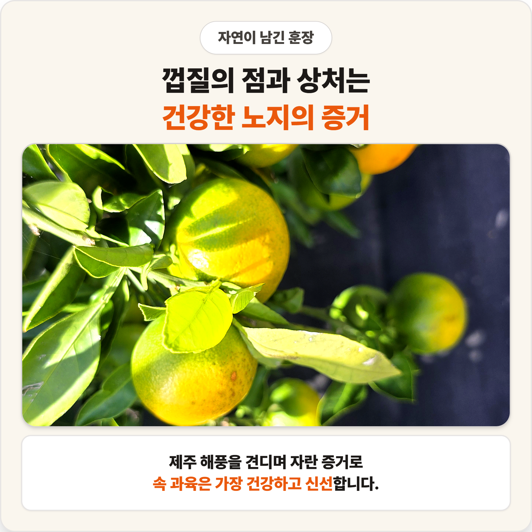 제주 노지 극조생 감귤 조생 햇 귤 가정용 실속형 이미지 8