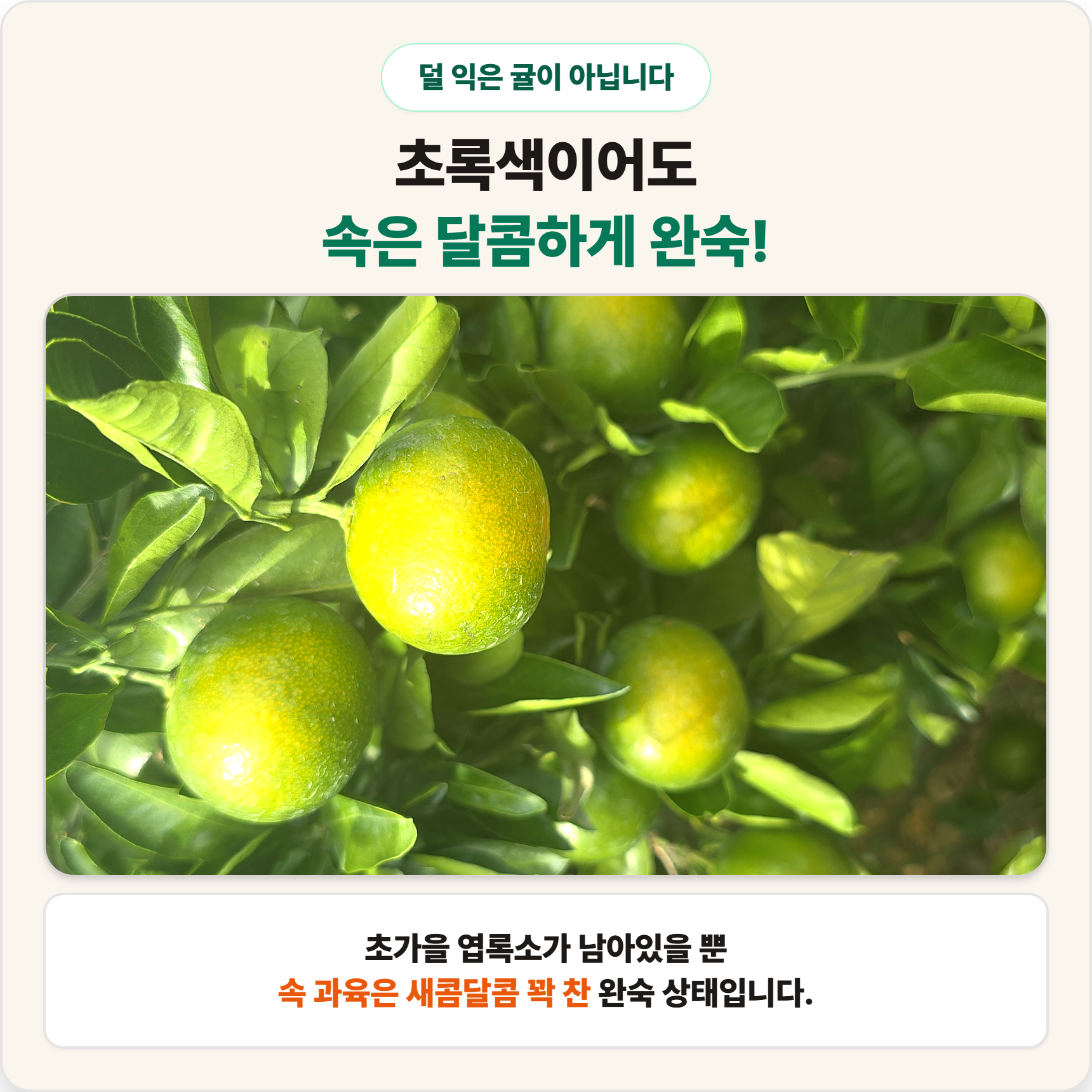 제주 노지 극조생 감귤 조생 햇 귤 가정용 실속형 이미지 6