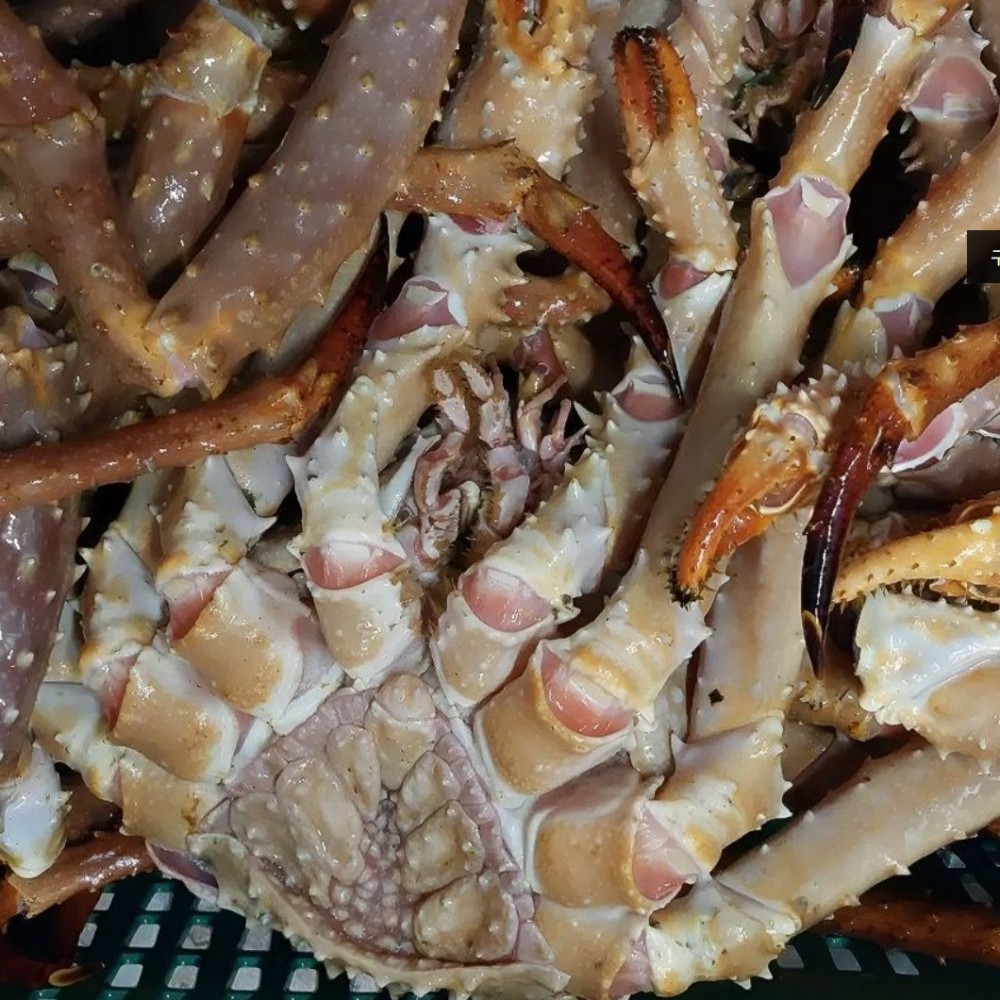 자숙 킹크랩 러시아 레드 제철 왕게 대왕 3kg (자숙전) - 상세 이미지 4