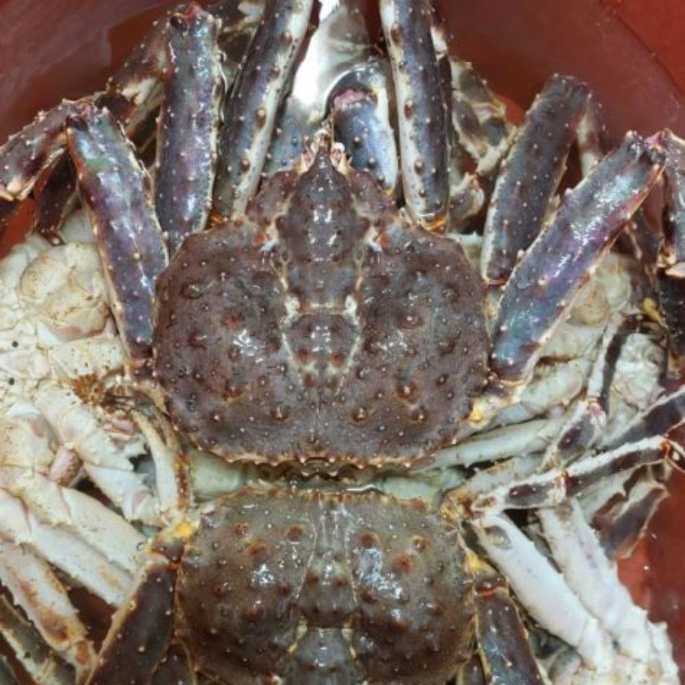 자숙 킹크랩 러시아 레드 제철 왕게 대왕 3kg (자숙전) 이미지 7