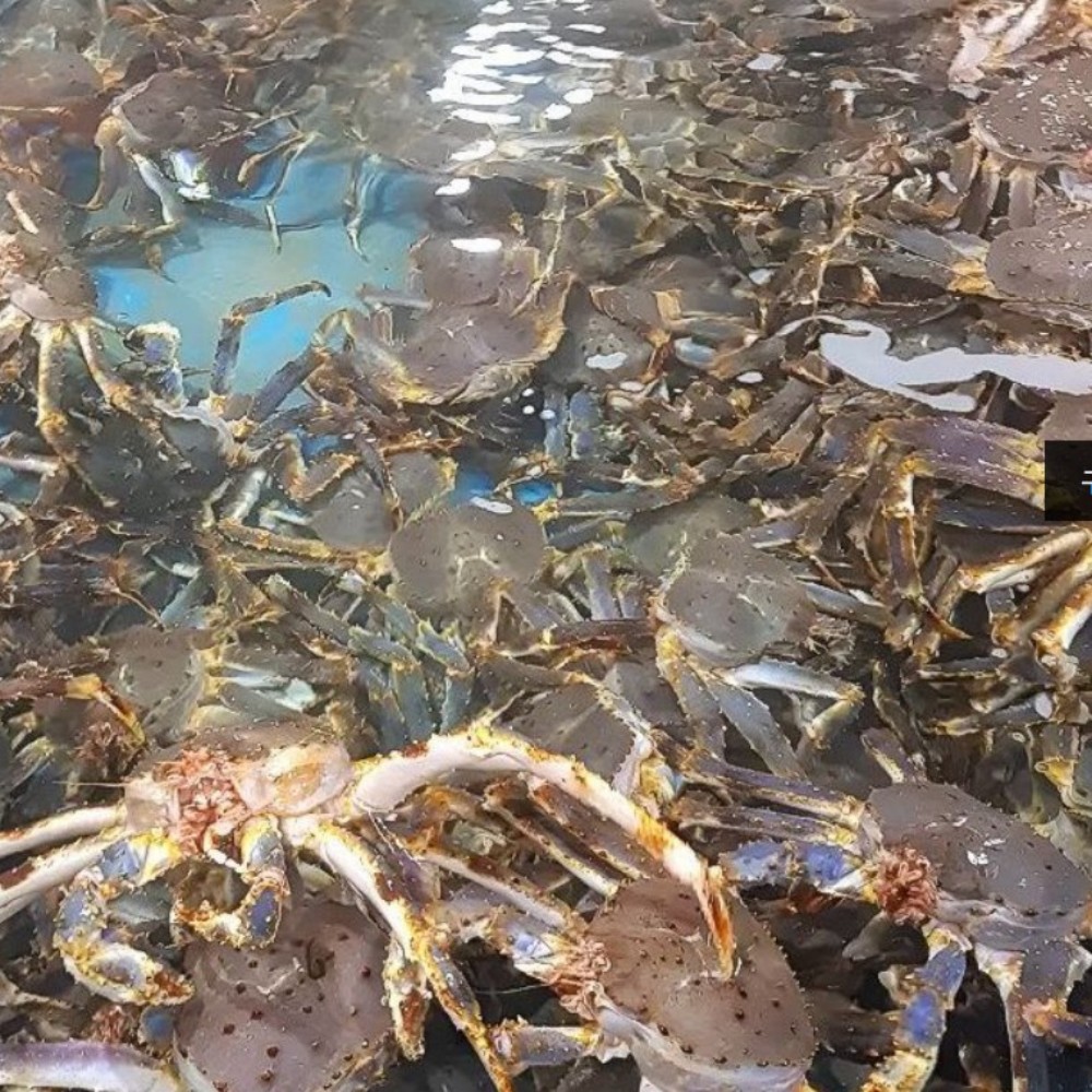 자숙 킹크랩 러시아 레드 제철 왕게 대왕 3kg (자숙전) - 상세 이미지 5