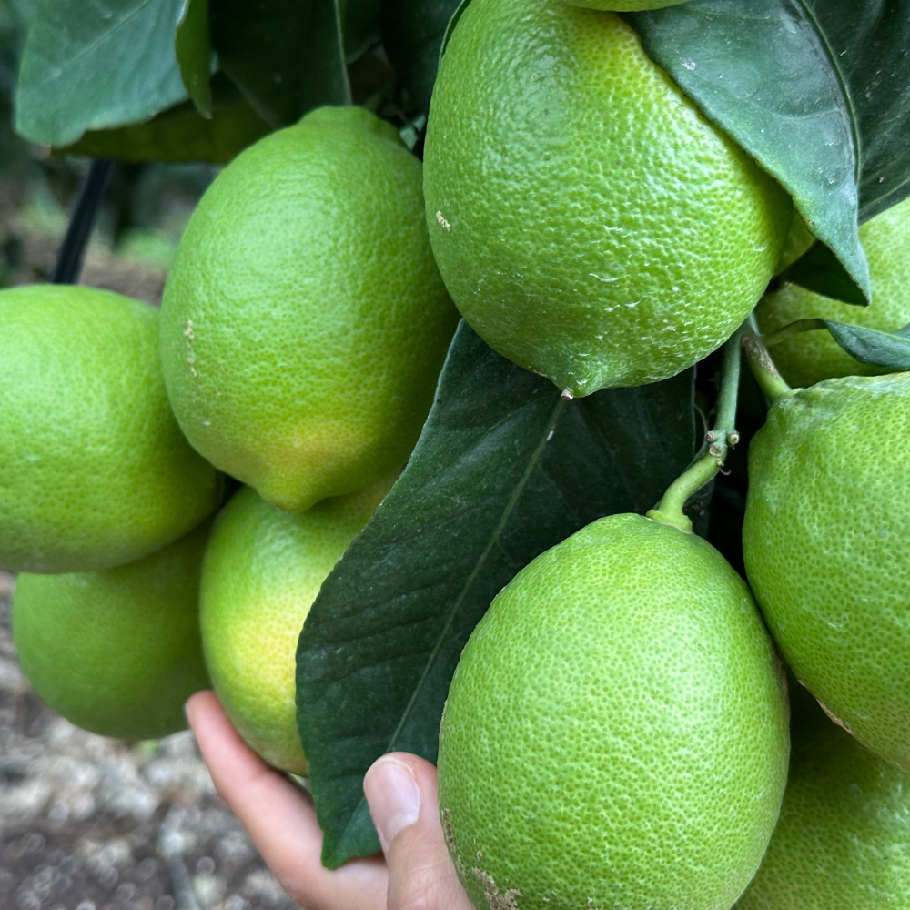 제주 레몬 청레몬 서귀포 생과 5kg, 1개 이미지 7