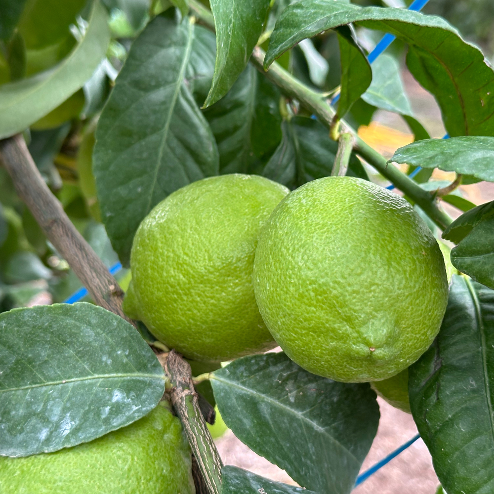 제주 레몬 청레몬 서귀포 생과 5kg, 1개 이미지 8