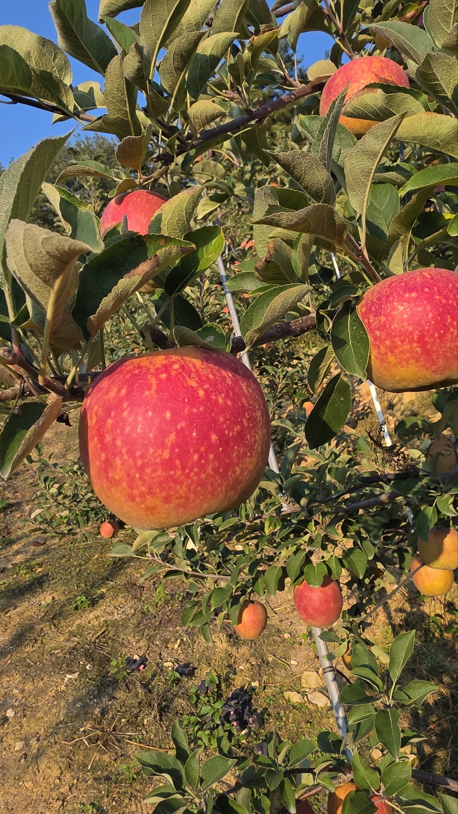 문경 감홍 사과 축제 못난이 가정용 3kg 5kg 상품 이미지