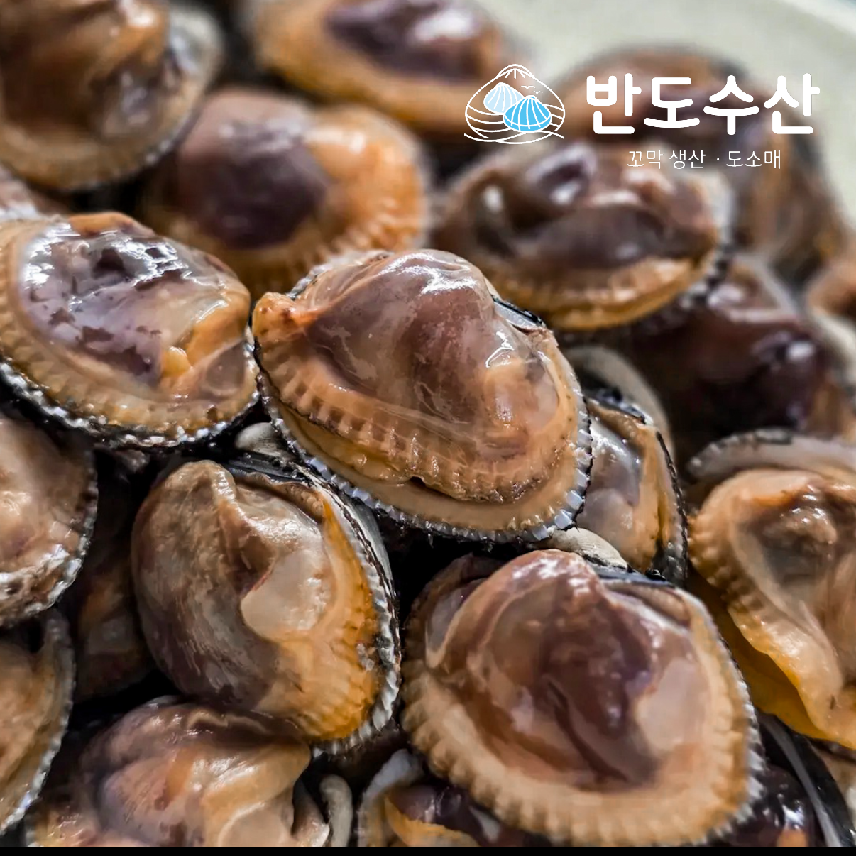 벌교 새꼬막 상, 10kg, 1개