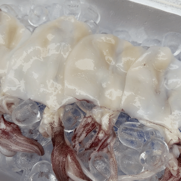 푸르디 제주 손질 한치 1팩 500g, 1kg - 상세 이미지 3