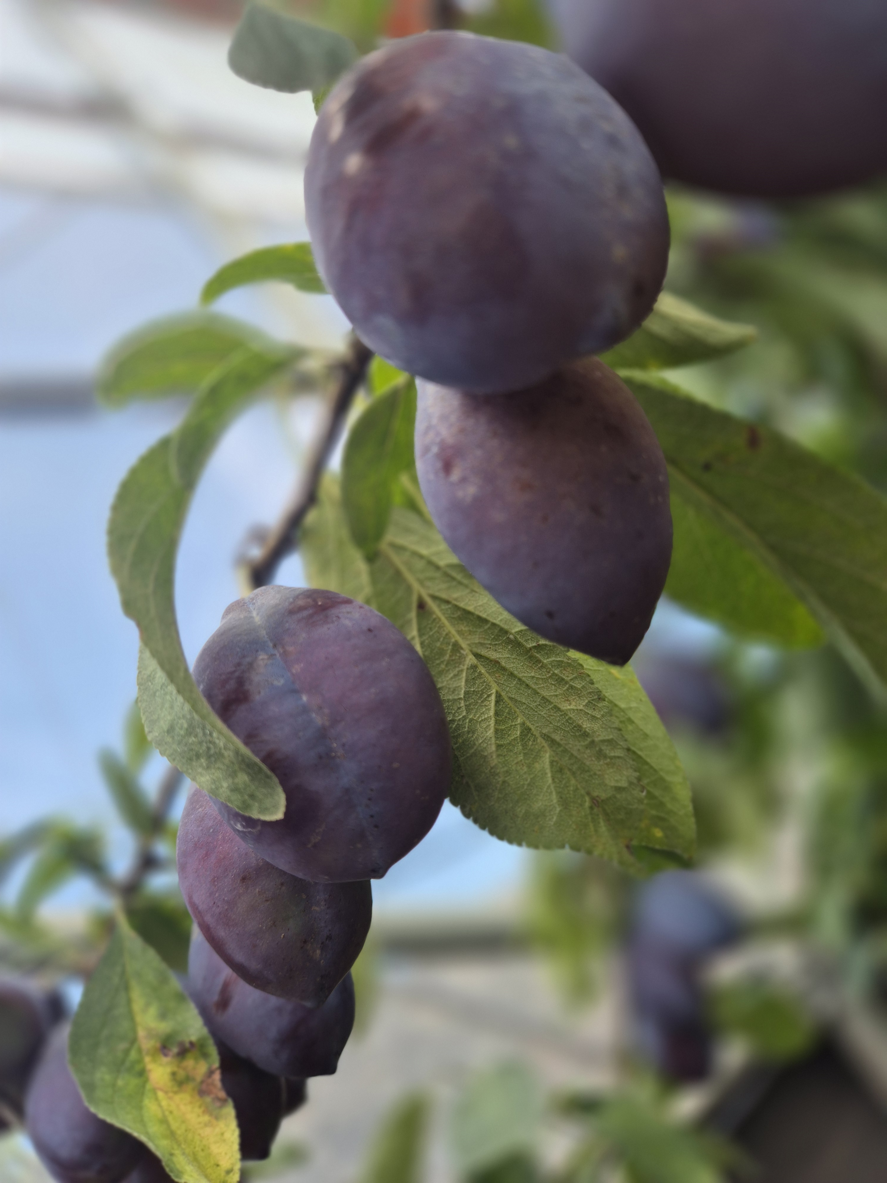 제주산 GAP인증 프레지던트 고당도 푸룬자두 2kg - 상세 이미지 4