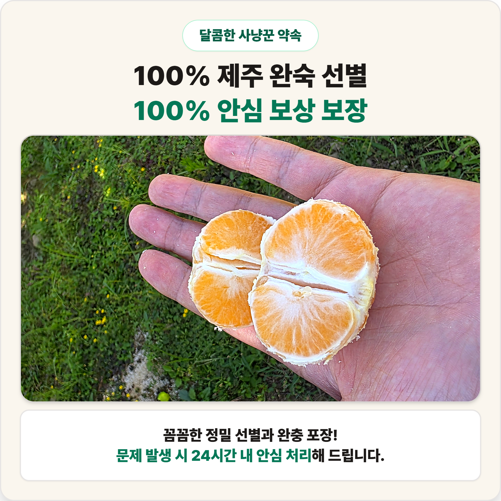 제주 노지 극조생 감귤 조생 햇 귤 가정용 실속형 - 상세 이미지 4