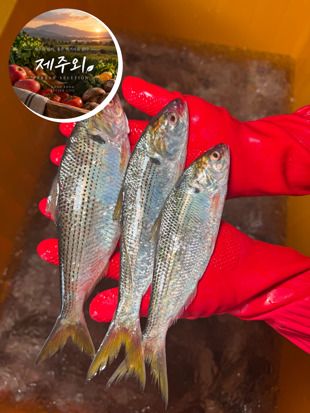 [제철생물] 국내산 남해안 자연산 전어 500g 구이용 세꼬시 필렛 - 상품 이미지
