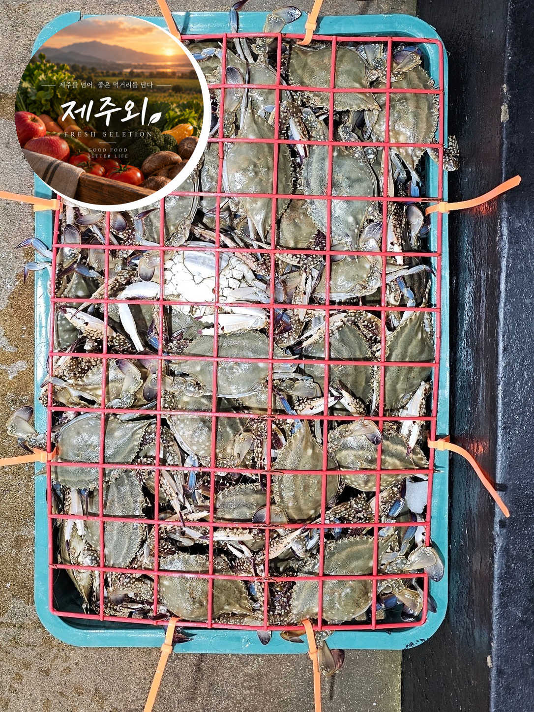 국내산 서해 활 숫꽃게 제철 생물 175g, 5kg, 1개 - 상품 이미지