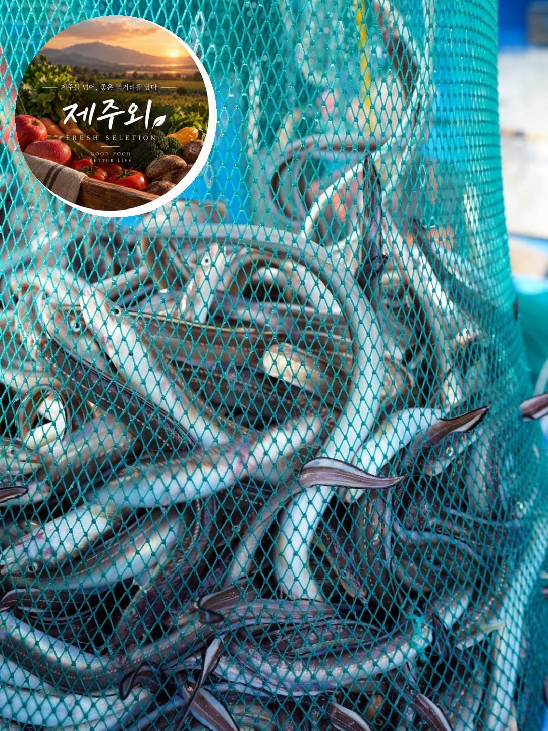 당일조업 통영 바다장어 1kg (손질후 650g) 자연산 생물 장어 산지직송 - 상품 이미지