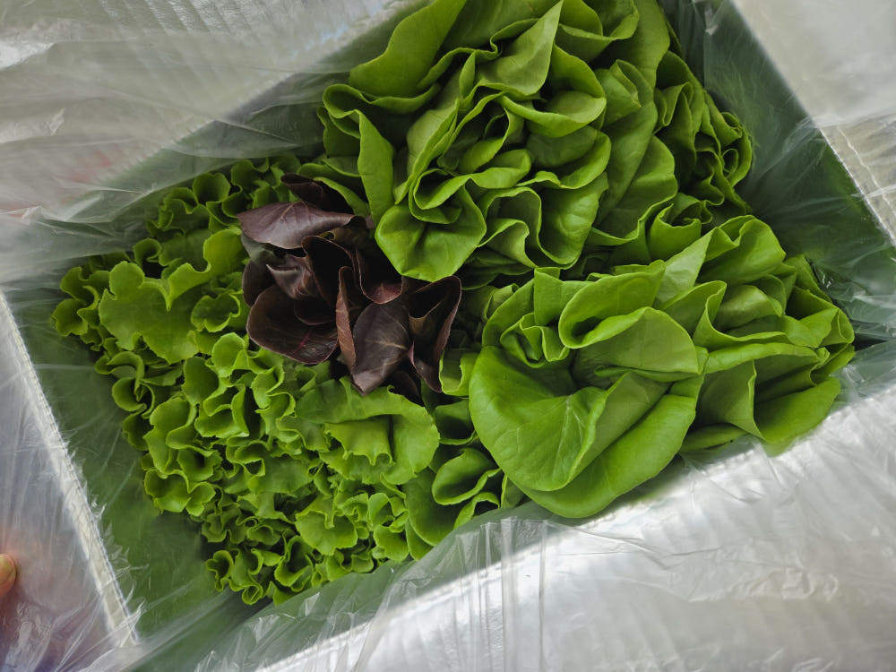 무농약 유러피안 샐러드 1kg 6,900원 (무료)