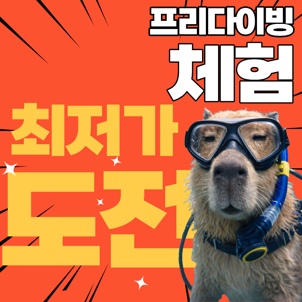 프리다이빙 원데이클래스/체험 서울 경기 스쿠버 이색취미 데이트 상품 이미지