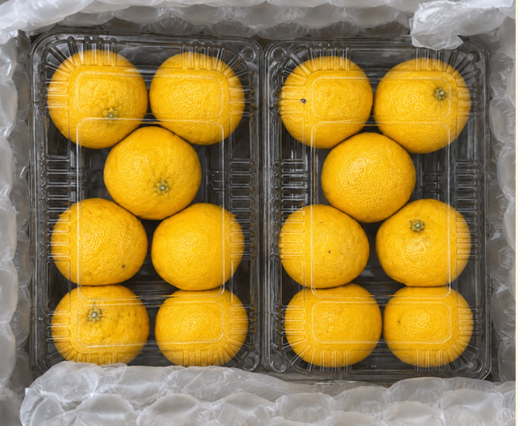 제주산 프리미엄 GAP인증 황금향 1kg 2팩 - 상세 이미지 2