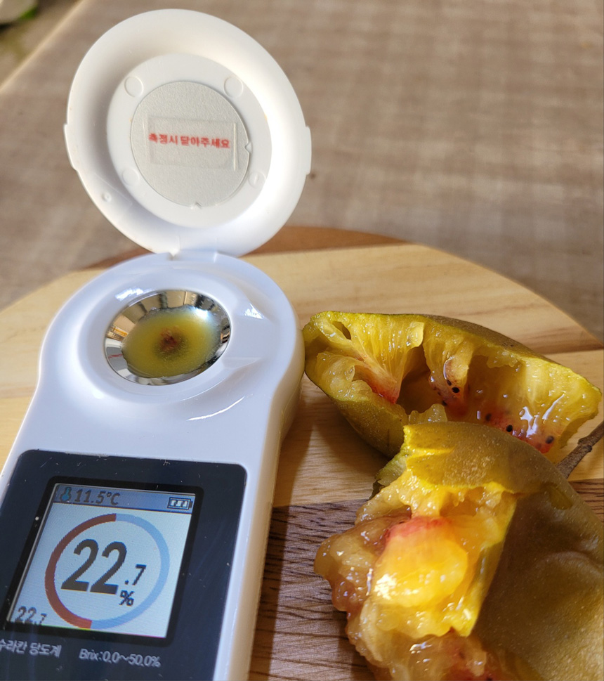 제주 레드키위 달콤한 고당도 키위 산지직송 제철과일 5kg 3kg - 상세 이미지 5