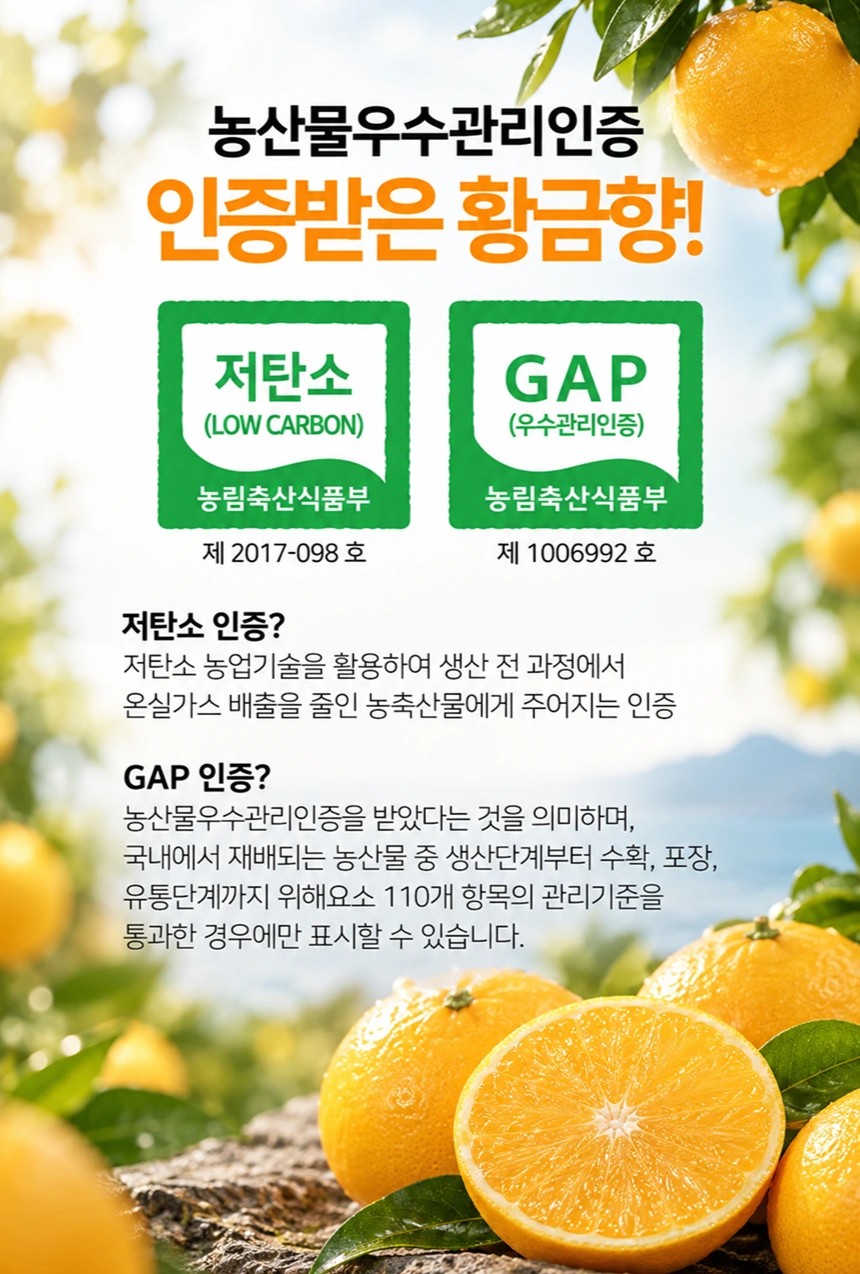 제주산 프리미엄 GAP인증 황금향 1kg 2팩 - 상세 이미지 3