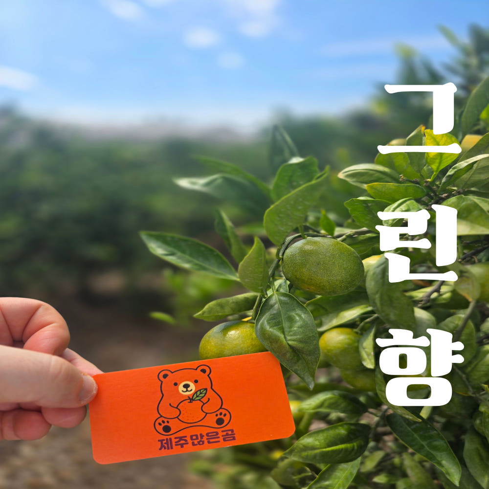 제주 노지감귤 그린향 유라실생 극조생 3키로 5키로 : 제주많은곰