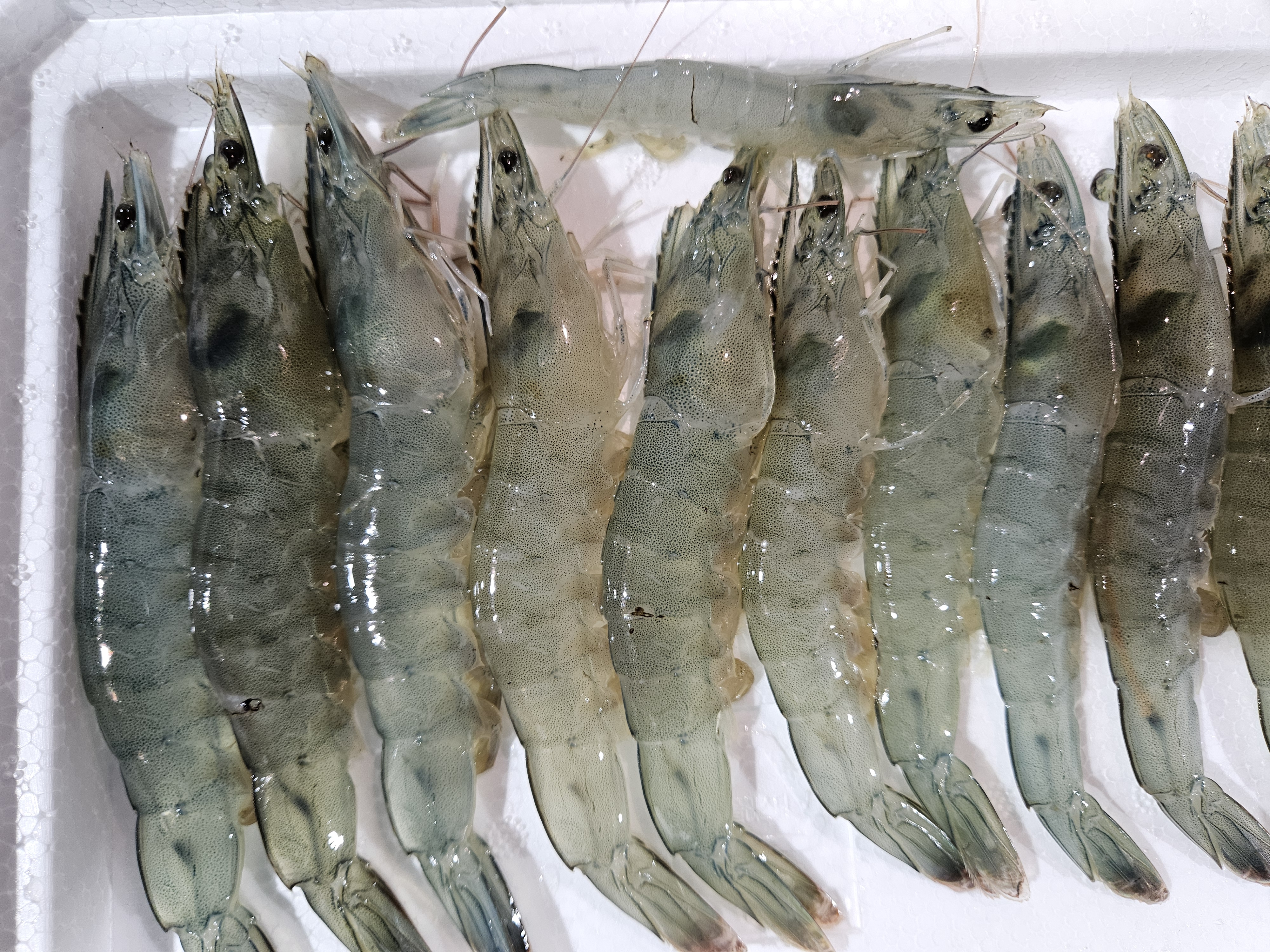 국내산 판매급증 노지 활 흰다리새우 1kg - 상품 이미지