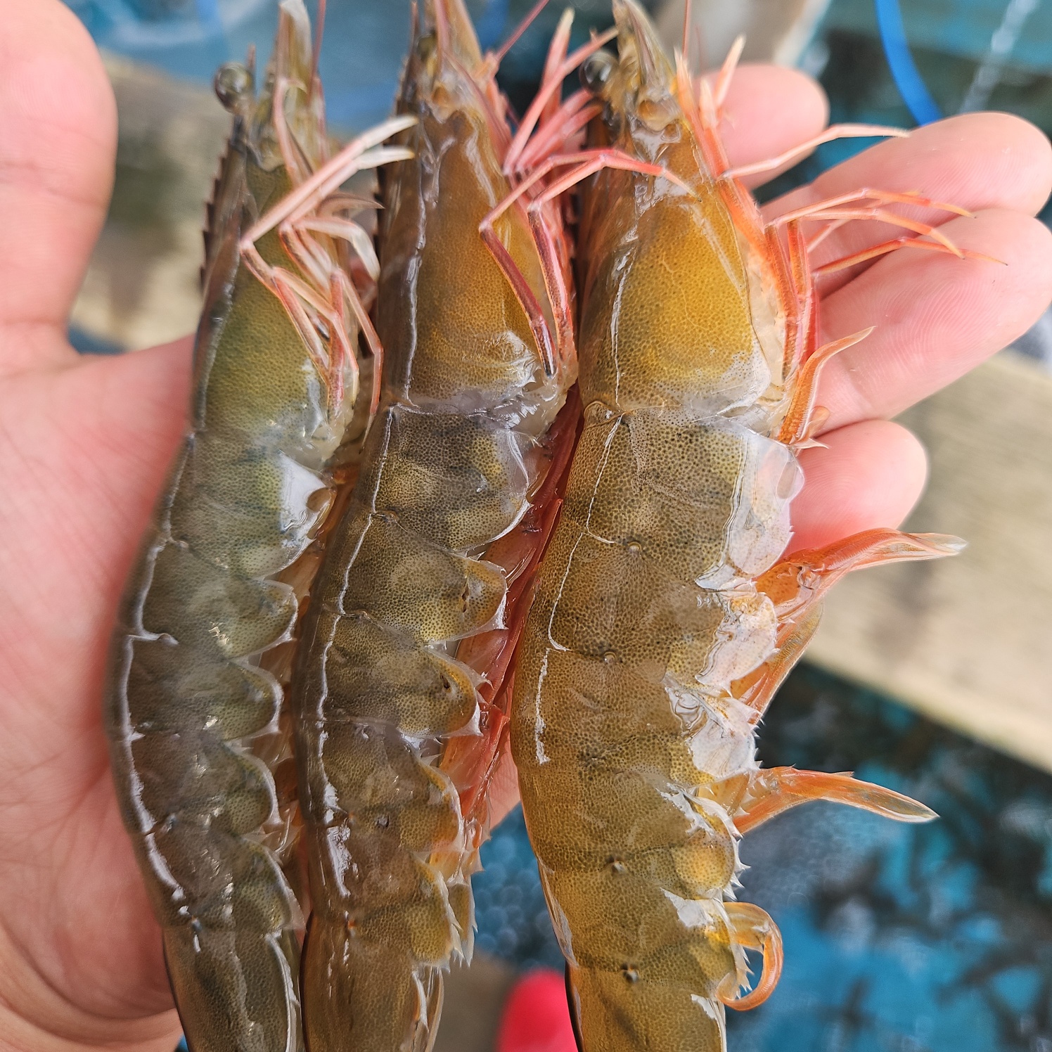 국내산 판매급증 노지 활 흰다리새우 1kg - 상세 이미지 2