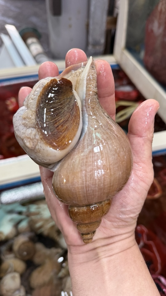 동해안 포항 대나발소라 1kg(특대 3~6미) 대나발고동 명주매물고둥 심해고동 자숙 숙회