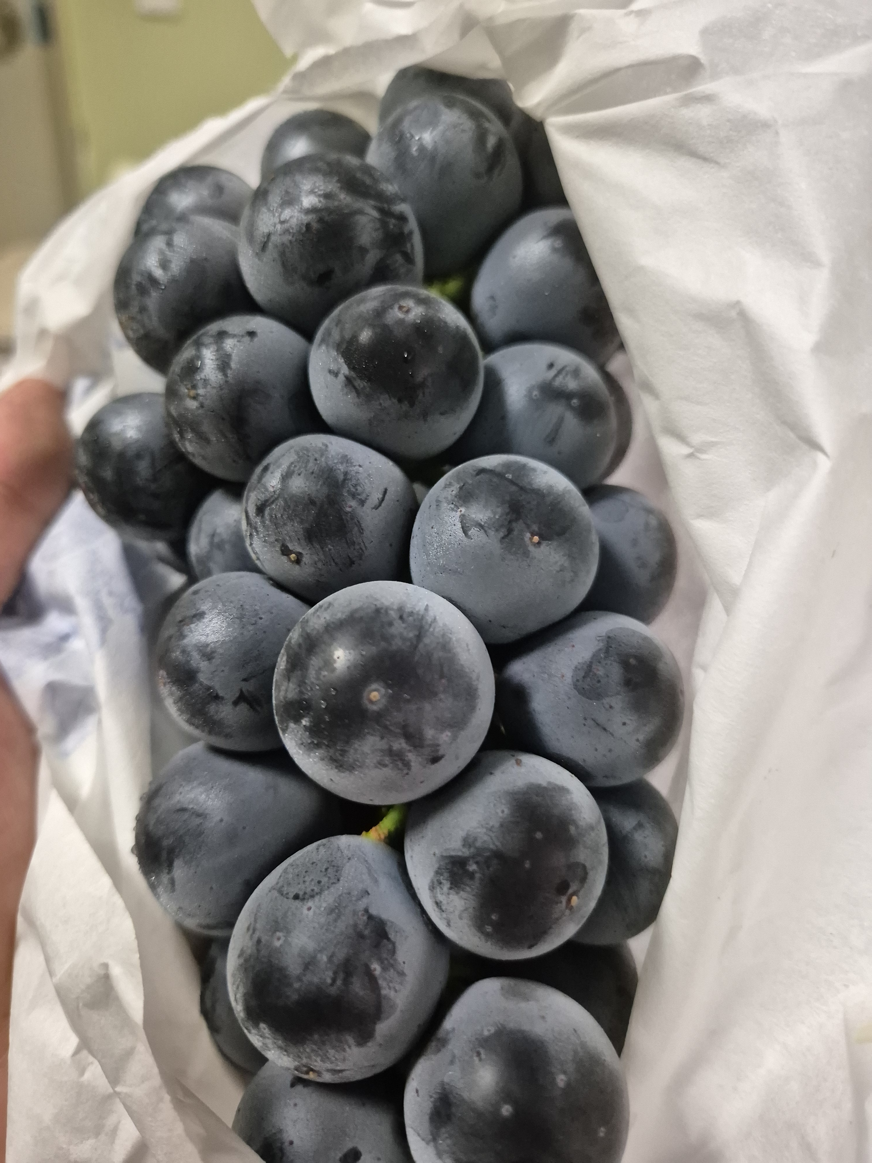 국내산 GAP인증 씨없는 블랙포도 2Kg - 상세 이미지 5