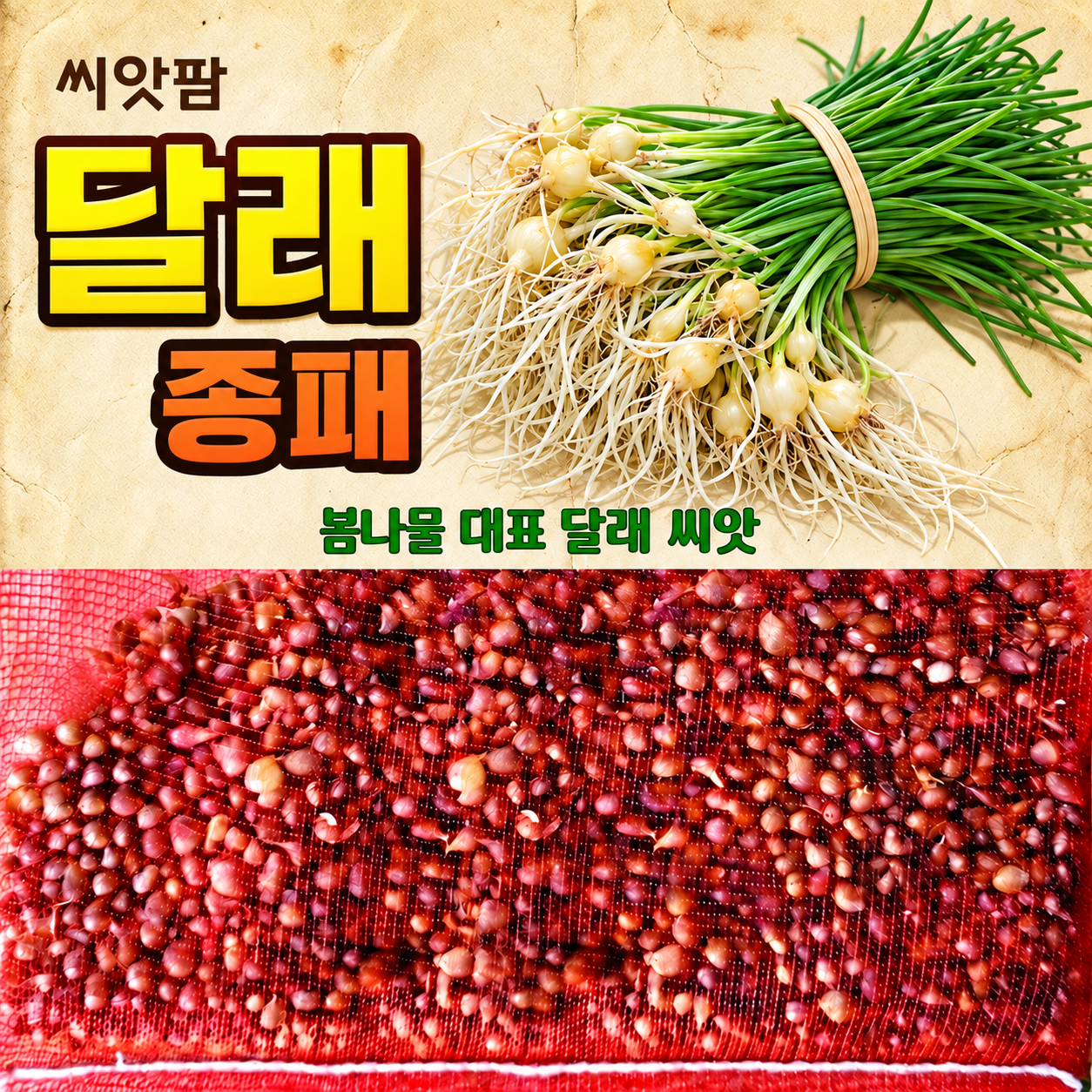 달래씨앗 300립 달래씨 산나물 봄나물 채소 주아 종패 - 상품 이미지