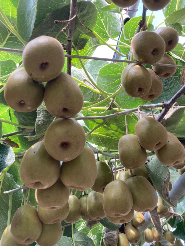 제주산 레드키위 대과 3kg - 상세 이미지 5
