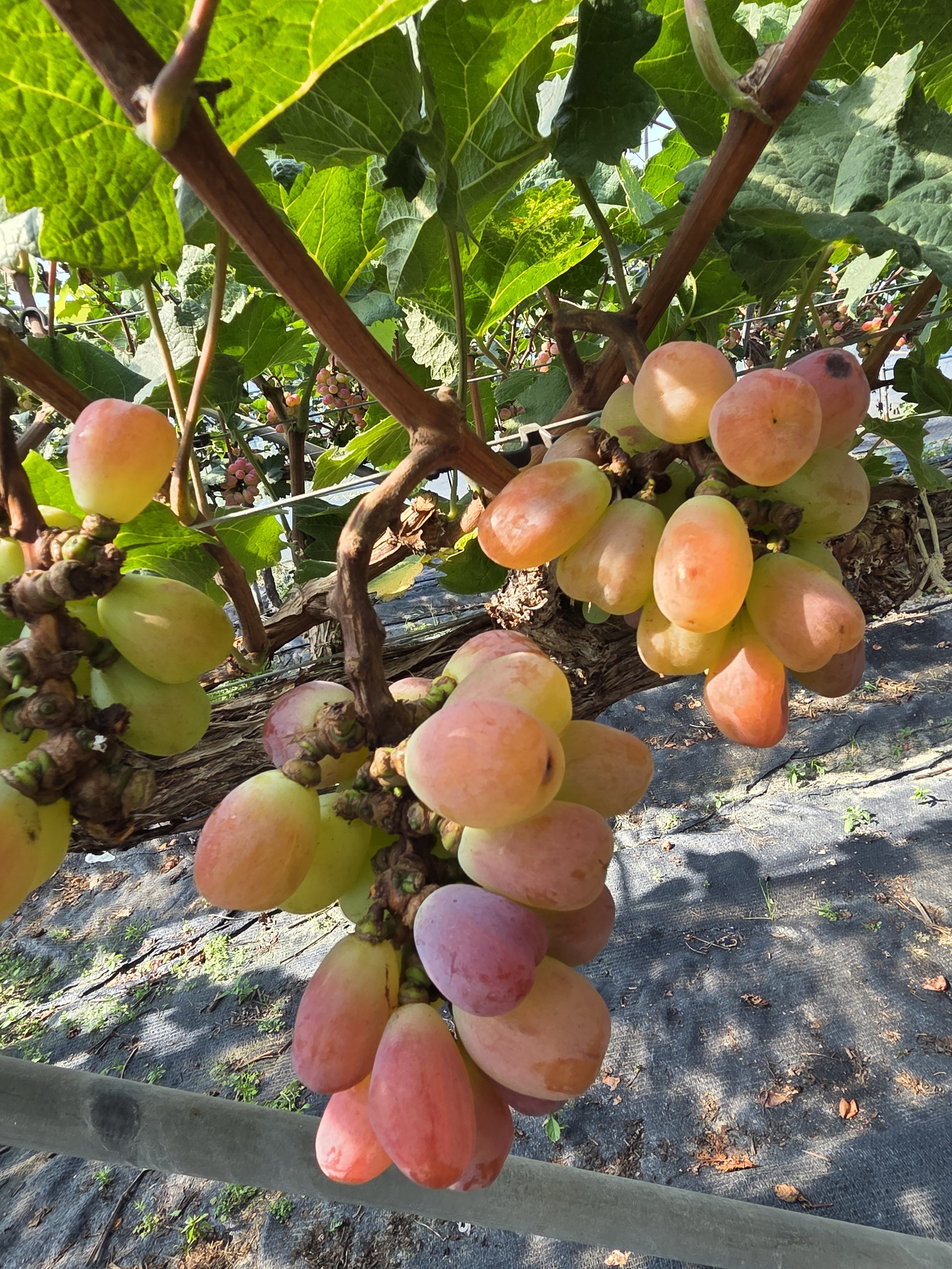 국내산 최상품 바이올렛킹 대과 샤인머스켓, 2kg, 1개 - 상세 이미지 4