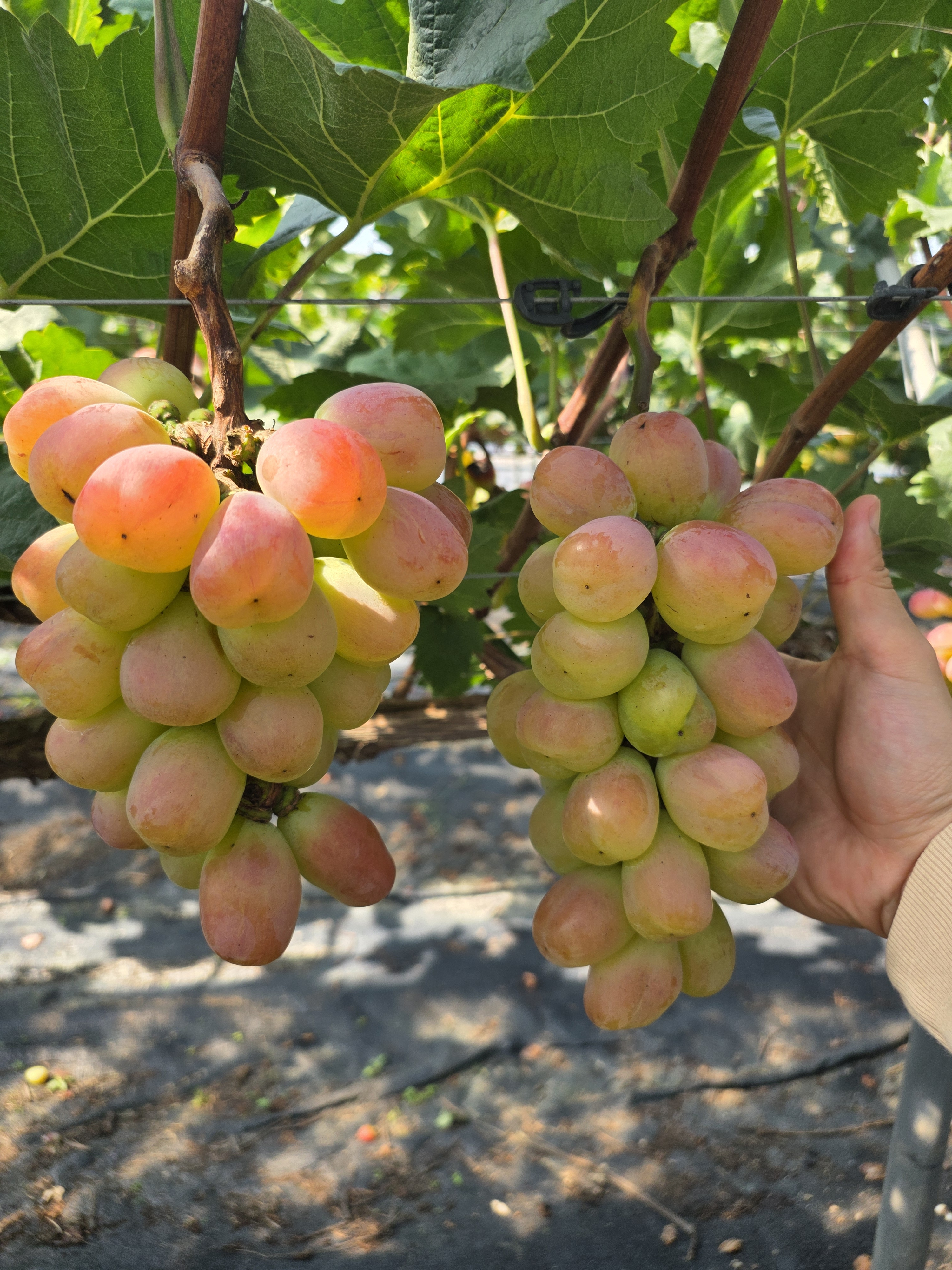 국내산 최상품 바이올렛킹 대과 샤인머스켓, 2kg, 1개 - 상세 이미지 5