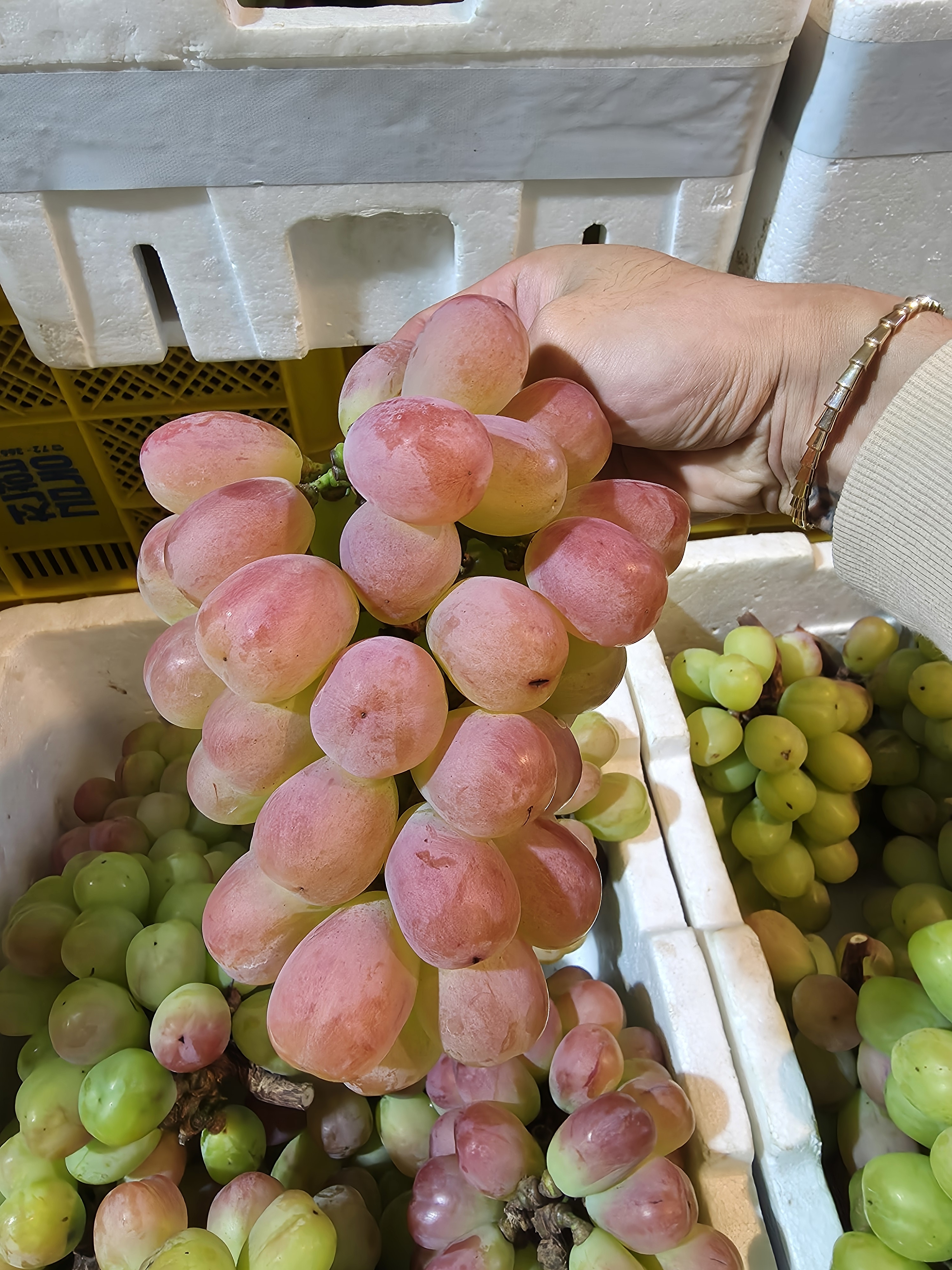 국내산 최상품 바이올렛킹 대과 샤인머스켓, 2kg, 1개 이미지 6