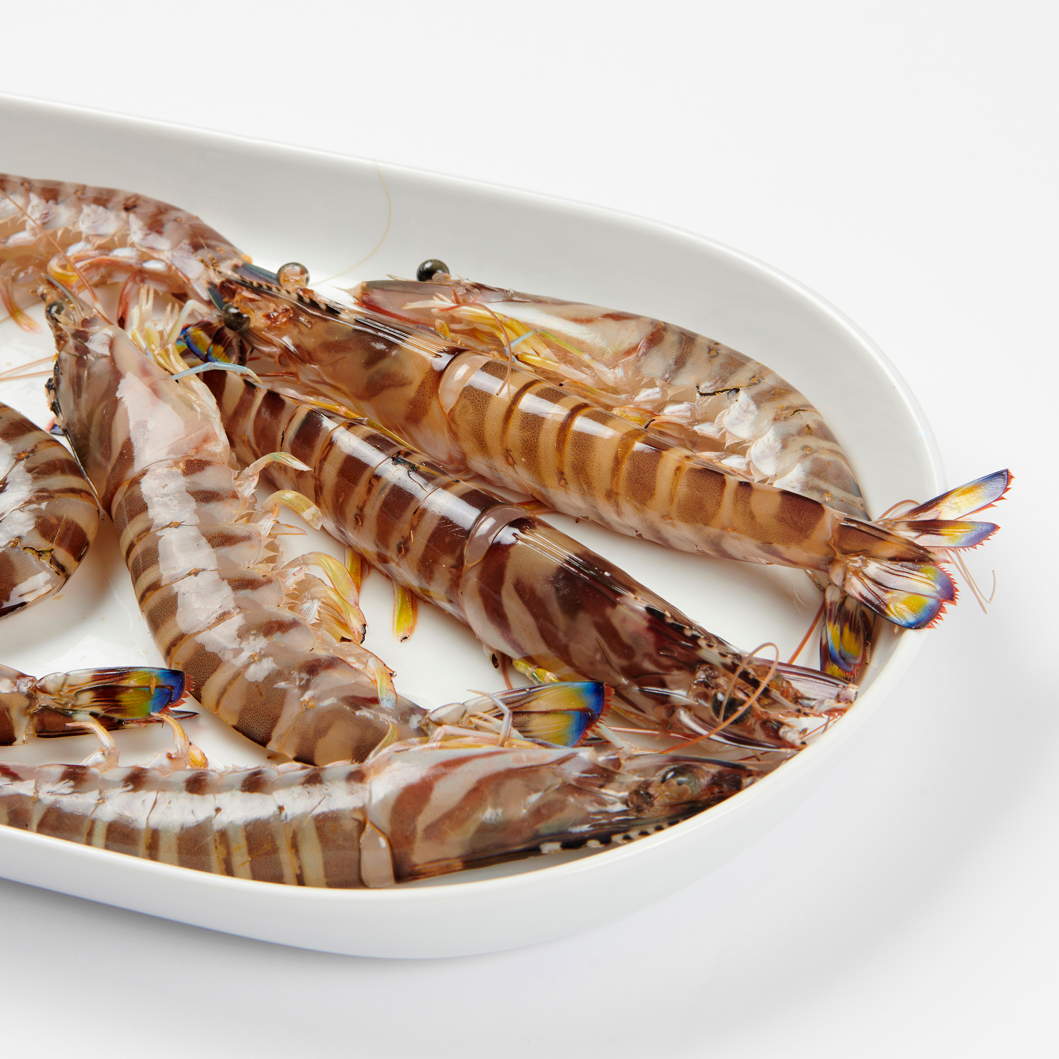 제철 횟감용 활 보리새우 10미 (특대 18~20cm) 거제 오도리 자연산 생새우 - 상품 이미지