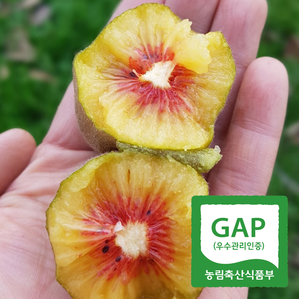 제주 레드키위 달콤한 고당도 키위 산지직송 제철과일 5kg 3kg - 상품 이미지