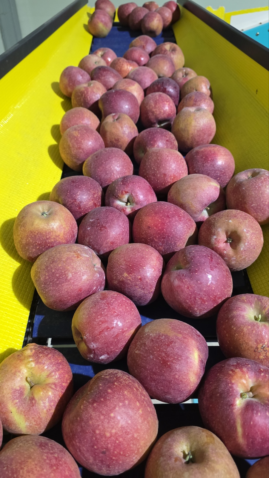 문경 감홍 사과 축제 못난이 가정용 3kg 5kg 상품 이미지
