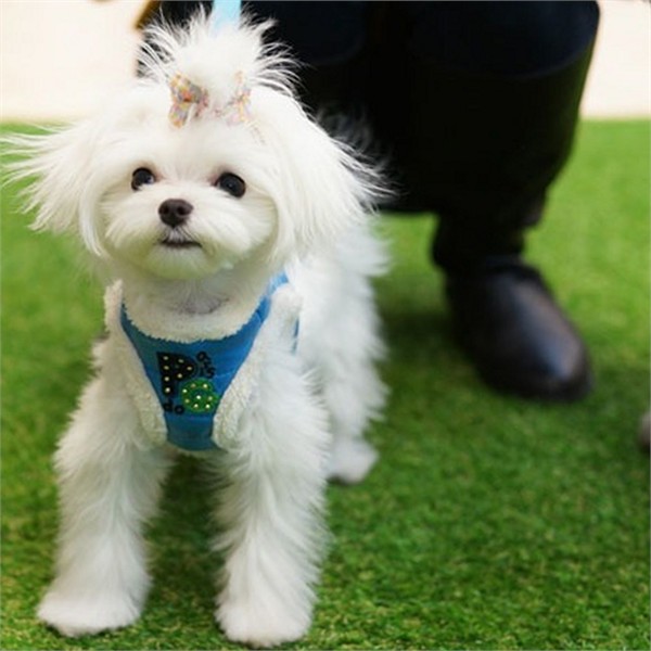 산책용 강아지 하네스 조끼 애견 가슴 줄 소형견 - 상품 이미지