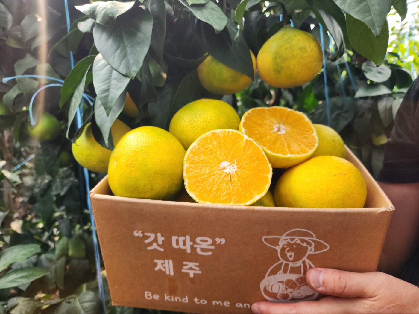 제주 가정용 하우스 황금향 1kg, 1개 - 상세 이미지 2