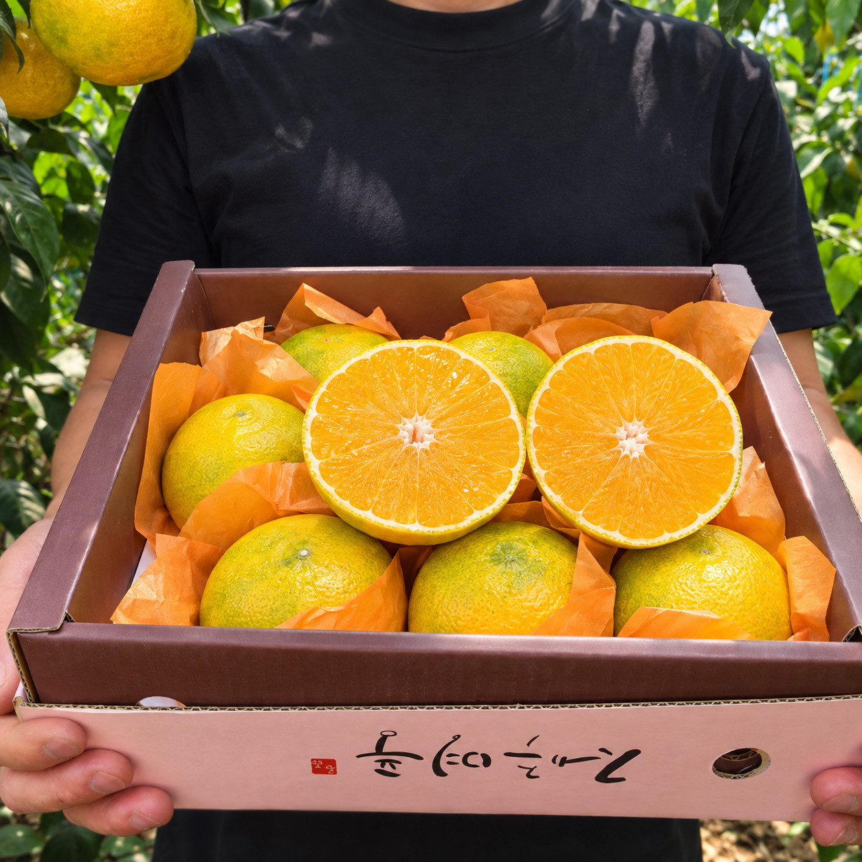 제주 선물용 하우스 황금향 5kg, 1개 - 상품 이미지