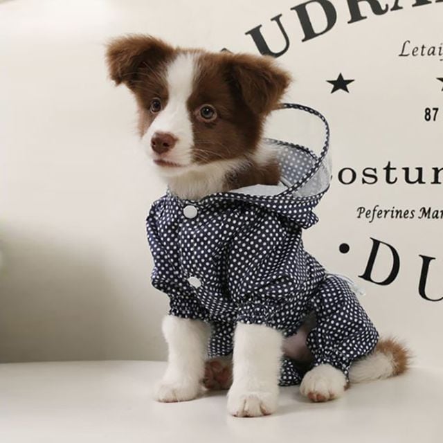 강아지우비 귀여운애견우의 반려동물비옷 - 상세 이미지 2