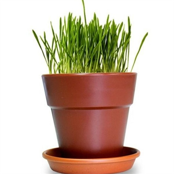 반려동물 고양이 풀 재배 씨앗 캣 그라스 재배 키트 - 상품 이미지