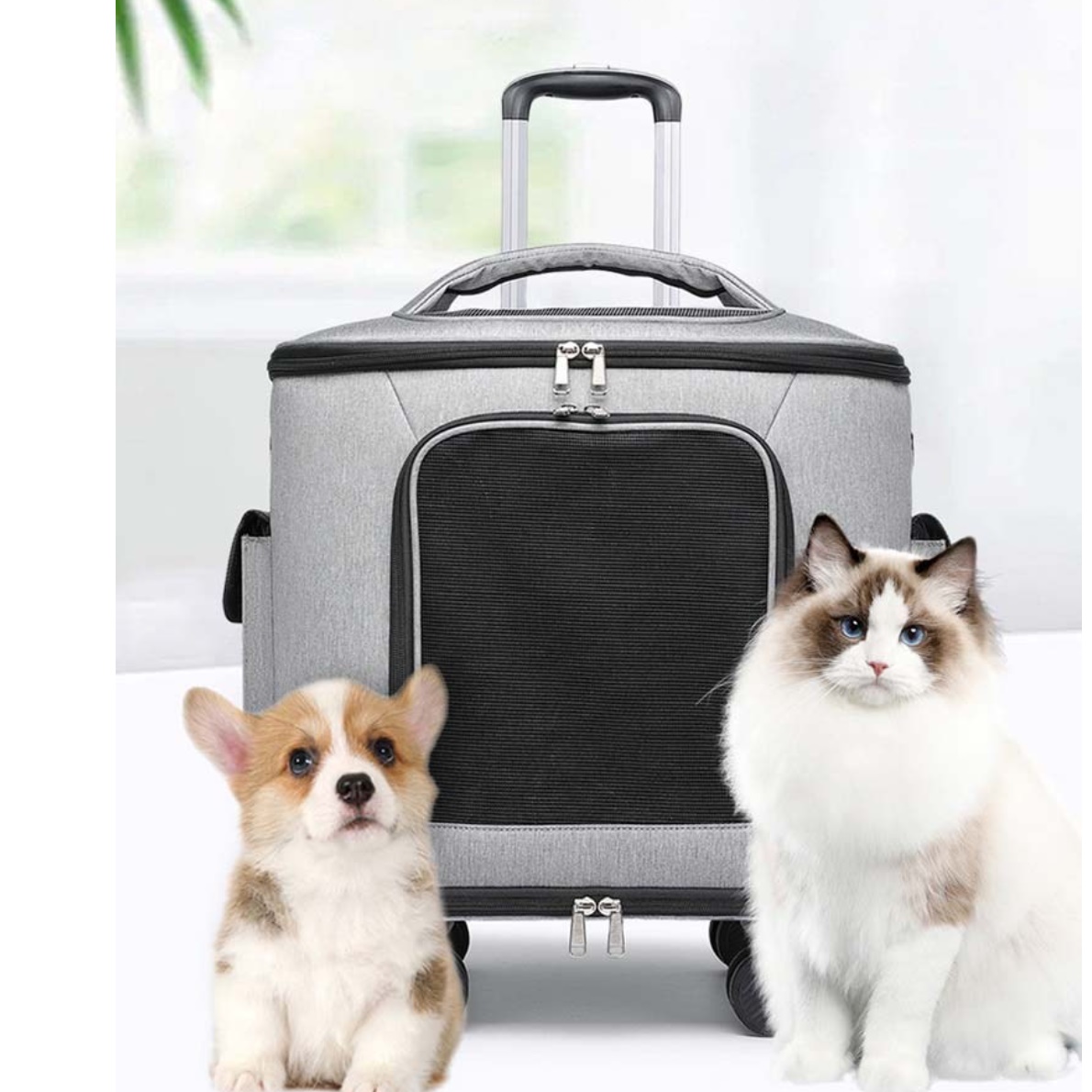 고양이 강아지 산책용 가방 이동식 캐리어 산책 소형견 여행용 가방 - 메인 이미지