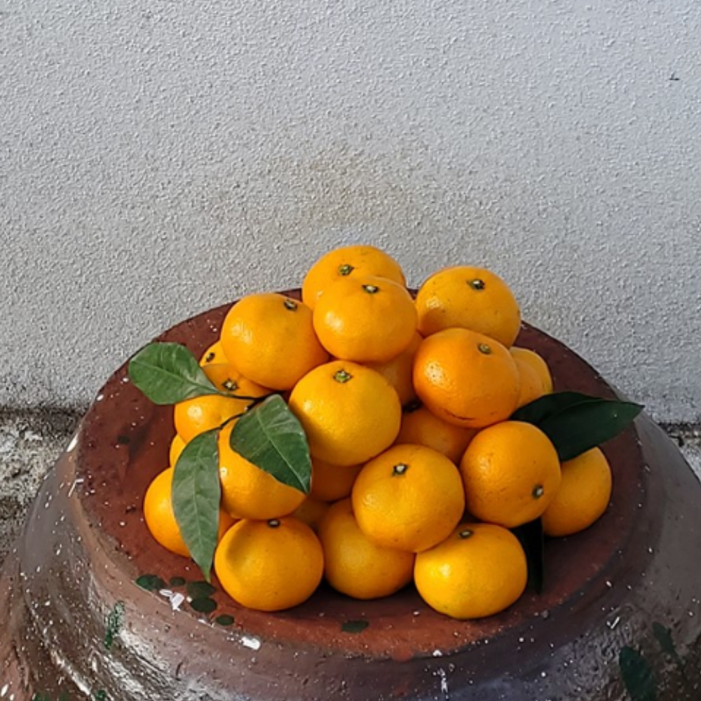 고당도 제주감귤 스테비아농법 타이벡 감귤 프리미엄, 10kg, 1개 이미지 8