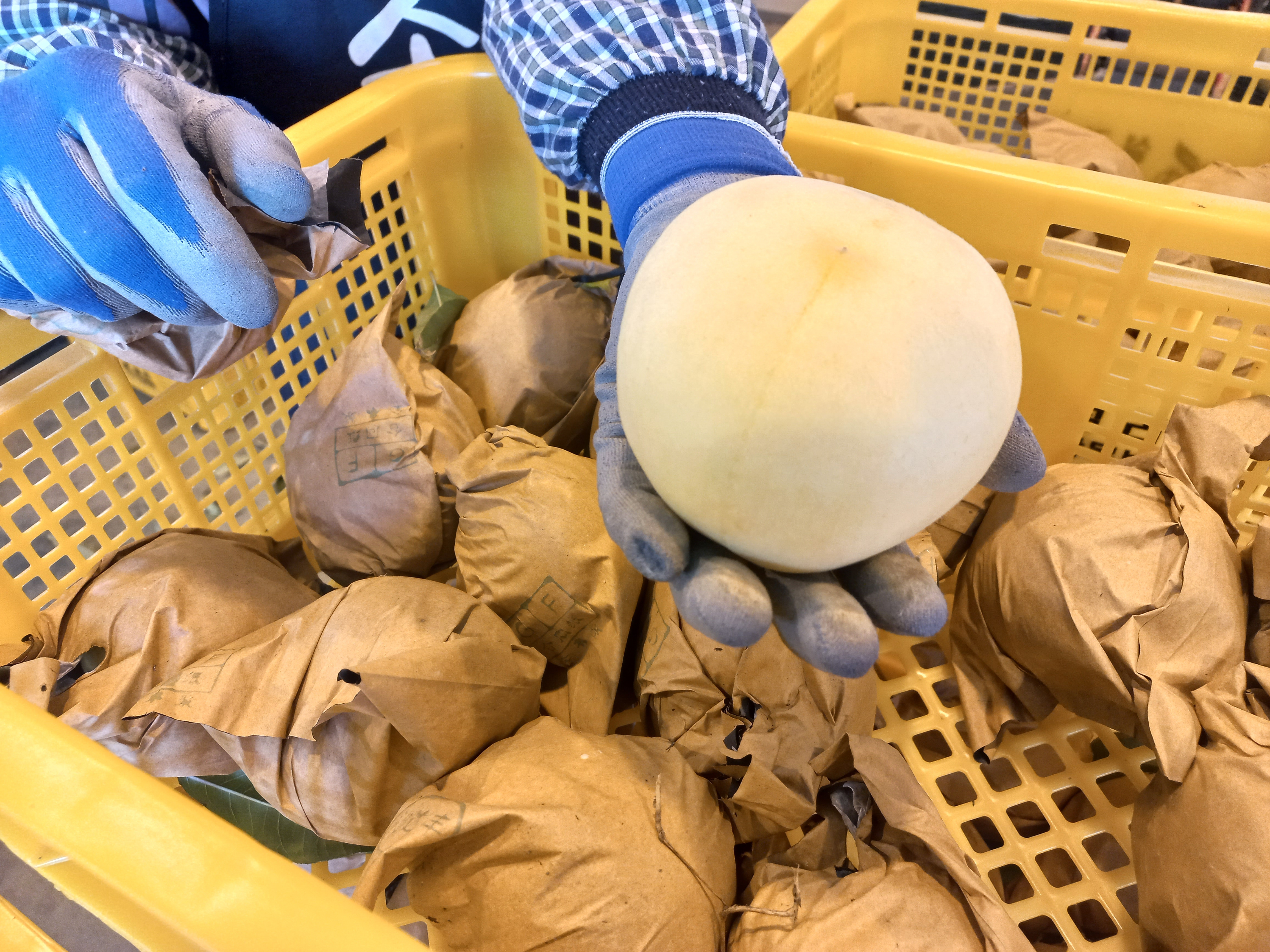 국내산 상위1% 눈꽃복숭아 (특) 중과, 2kg, 1개 이미지 8
