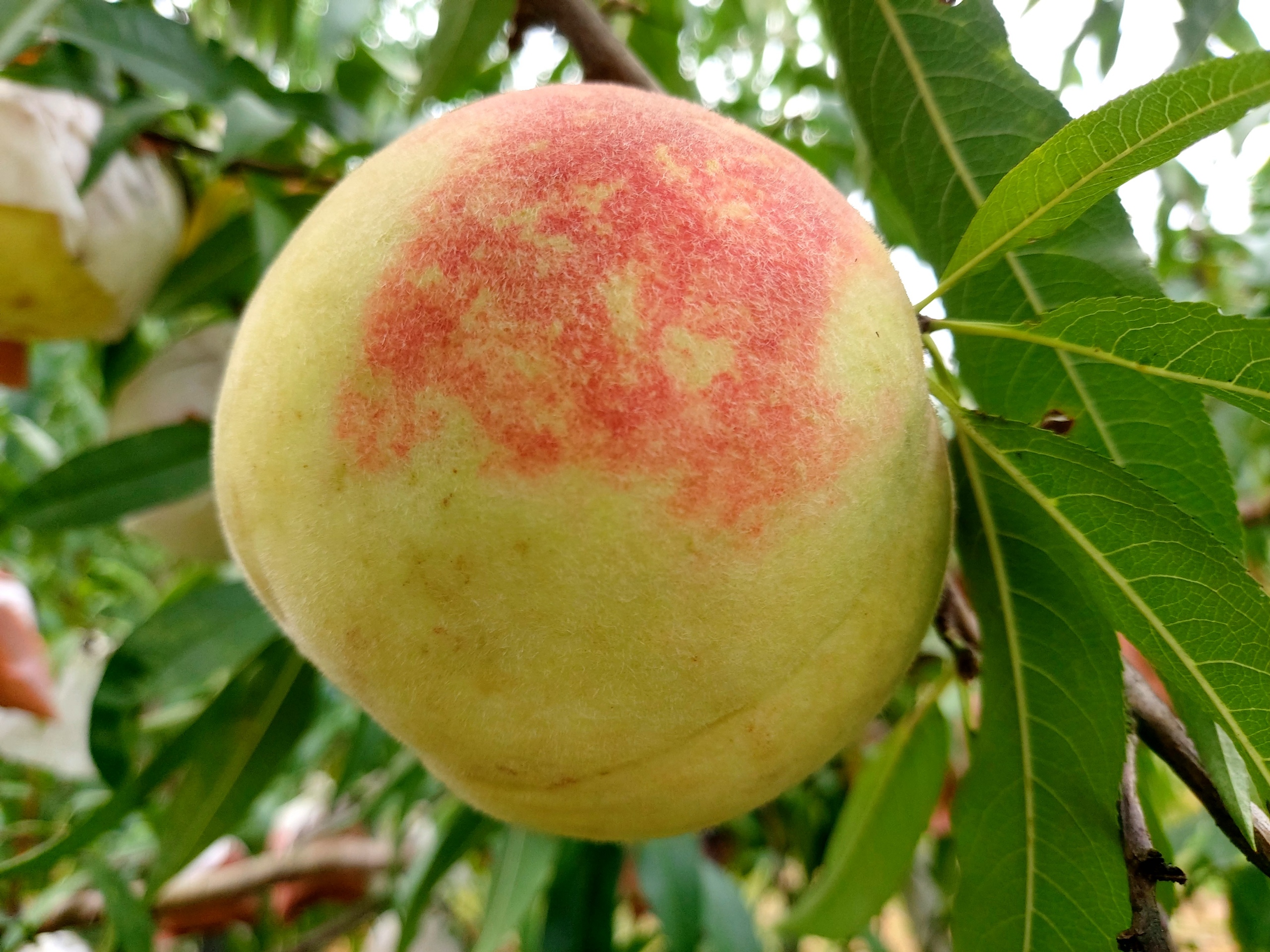 국내산 상위1% 눈꽃복숭아 (특) 중과, 2kg, 1개 - 상세 이미지 3