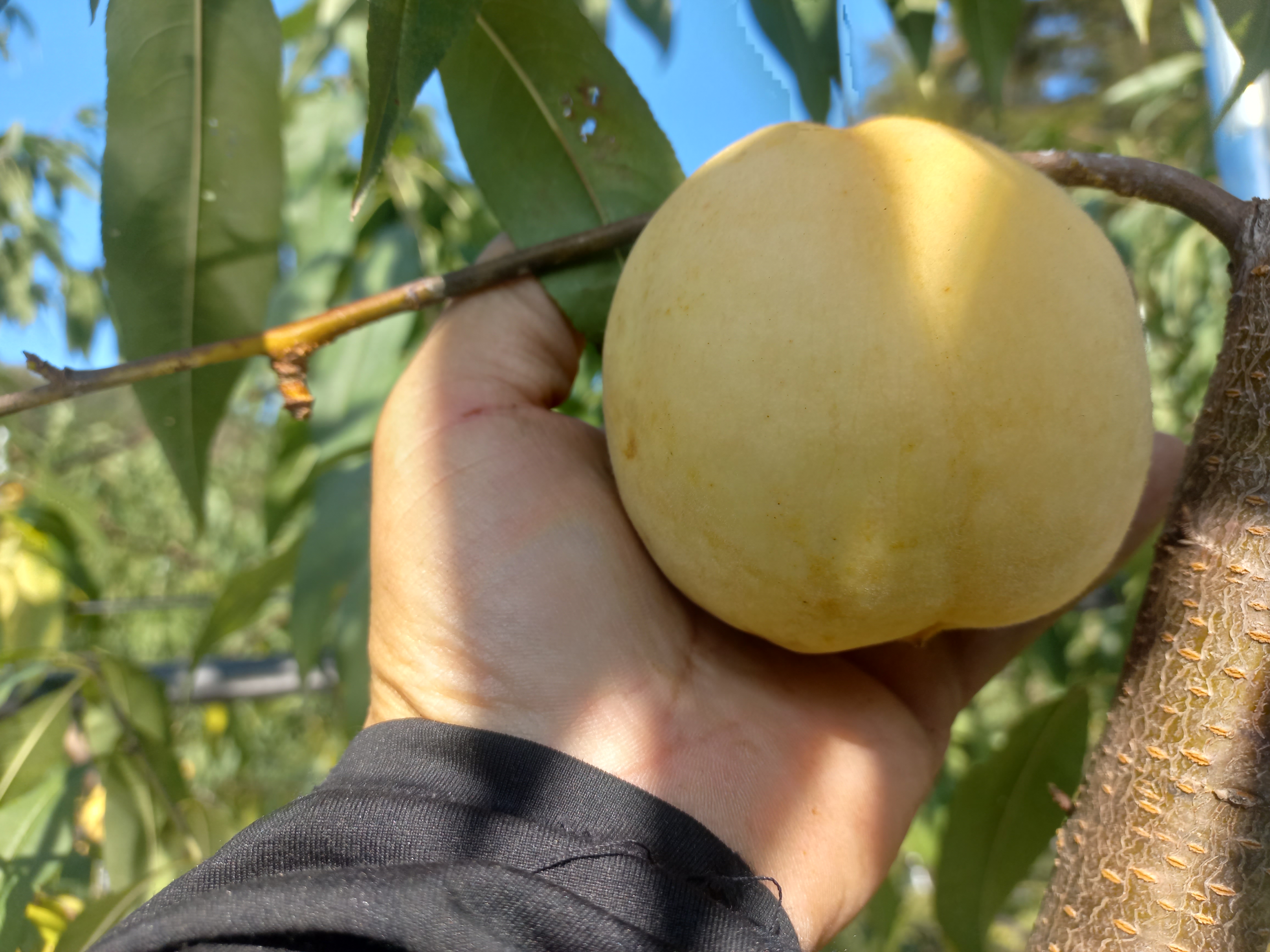 국내산 상위1% 눈꽃복숭아 (특) 중과, 2kg, 1개 - 상세 이미지 5