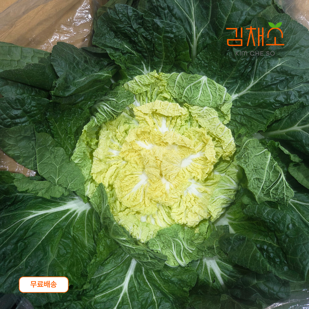 김채소 2026 국내산 햇 봄동 1kg, 1개 - 상품 이미지