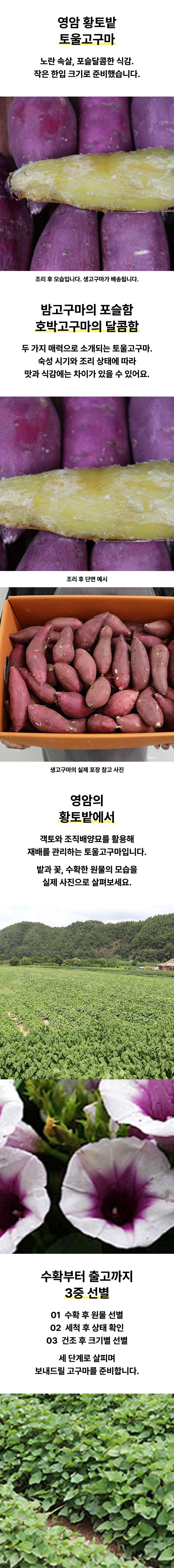 영암 황토밭 토울고구마 상품 상세 1